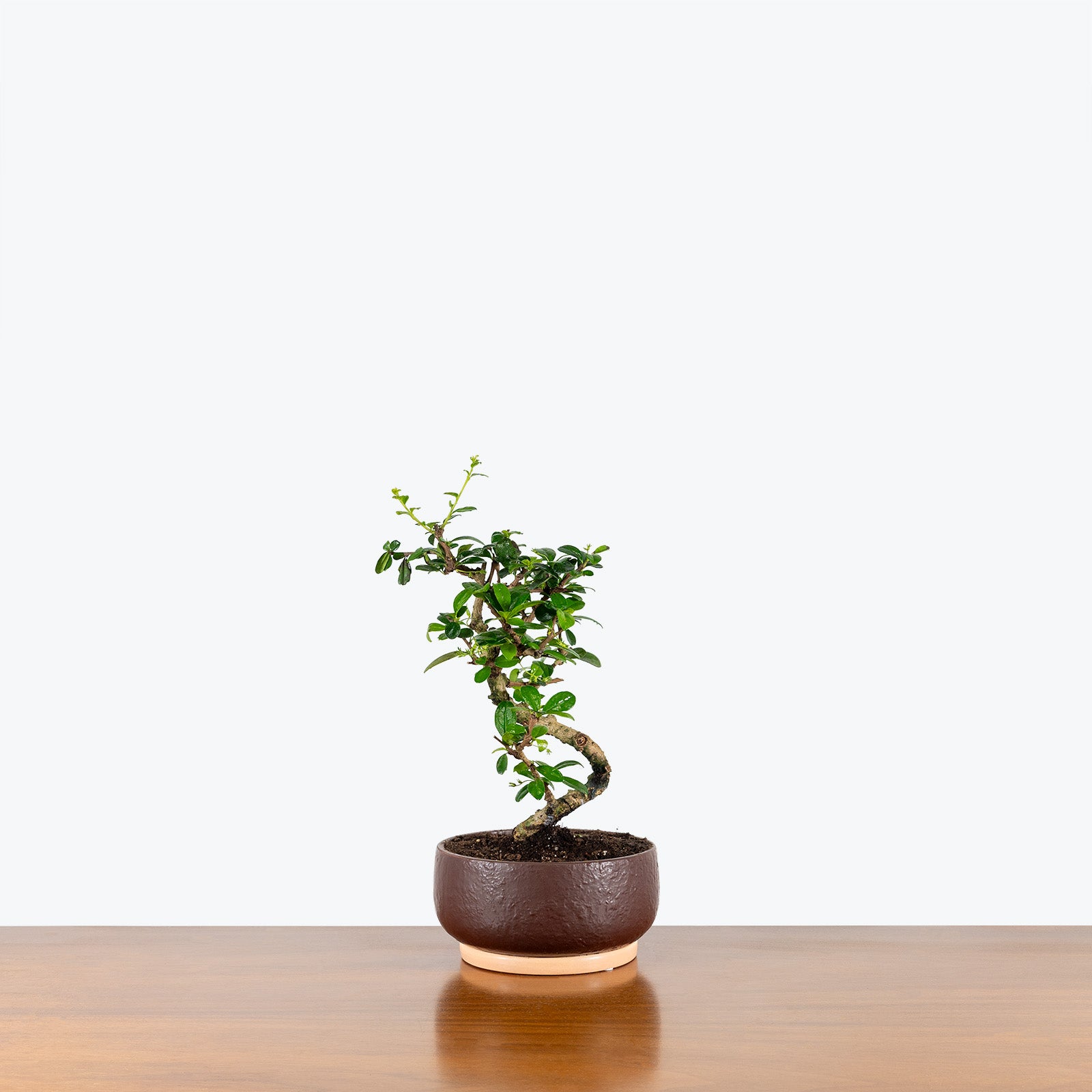 Ficus Retusa Bonsai - House Plants Delivery Toronto - JOMO Studio
