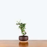 Fukien Tea Bonsai — 5.5" Pot - Brown