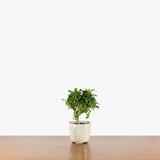 Fukien Tea Bonsai — 4" Pot - Cream