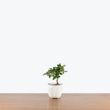 Fukien Tea Bonsai — 4" Pot - White