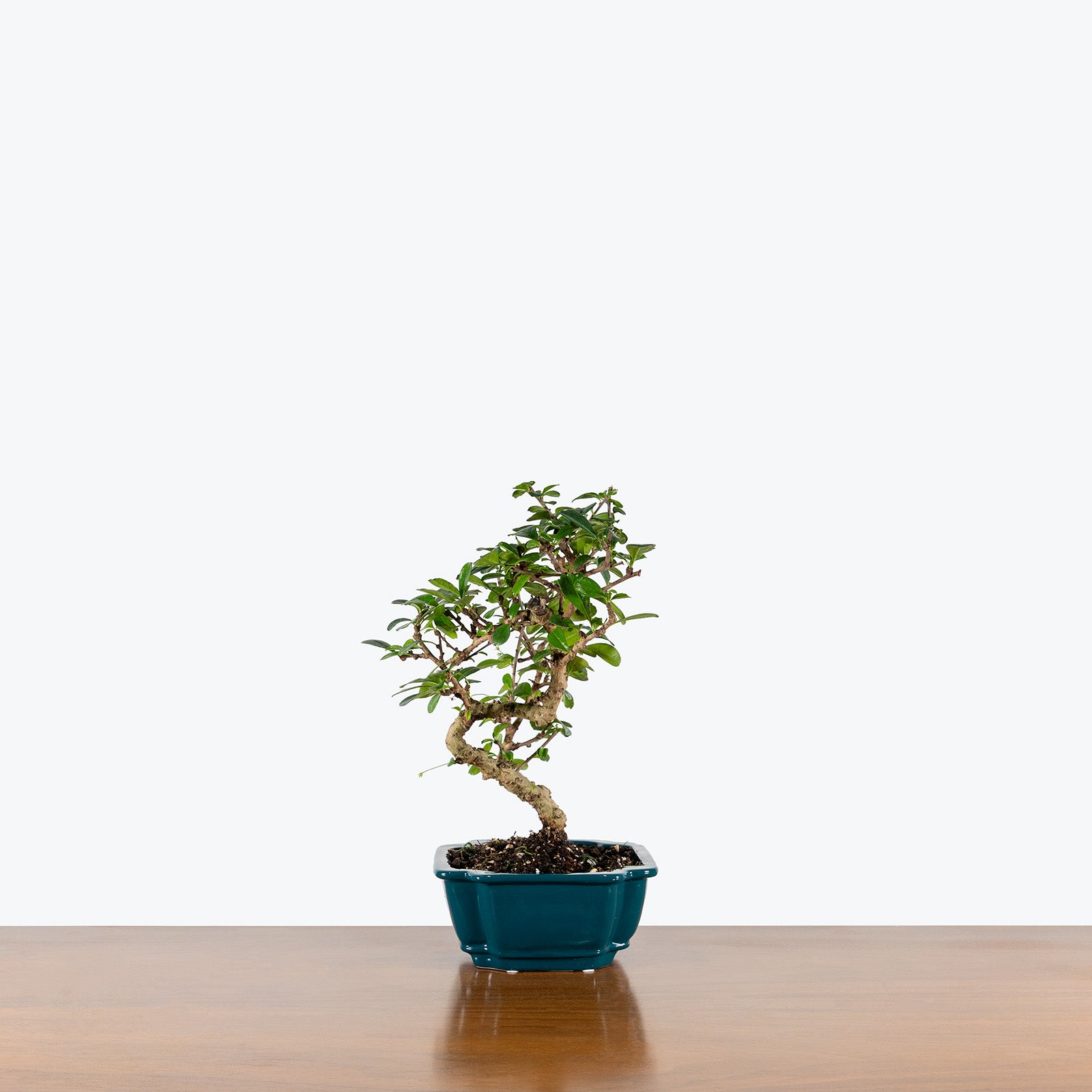 Ficus Retusa Bonsai | Care Guide and Pro Tips - Delivery from Toronto across Canada - JOMO Studio