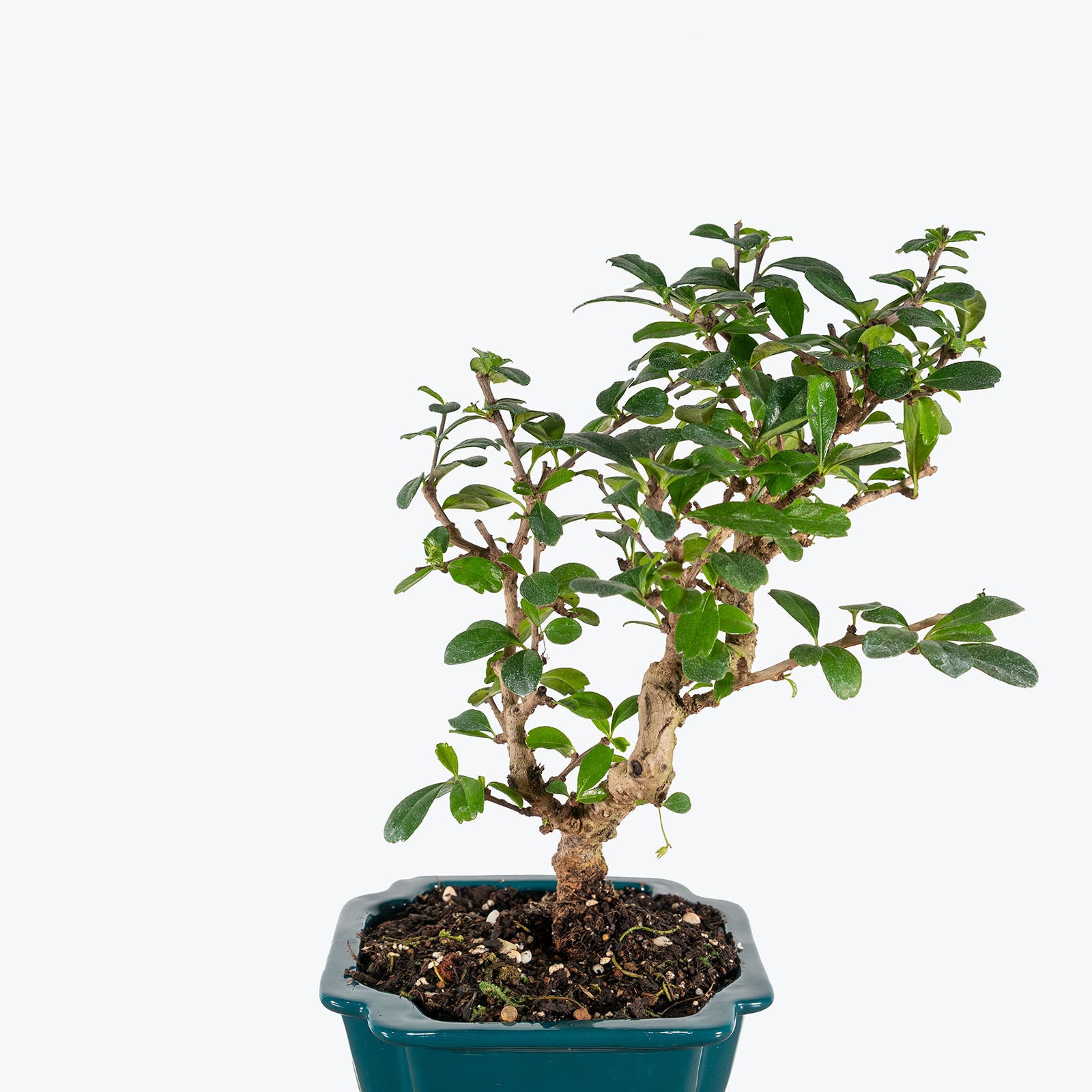 Ficus Retusa Bonsai | Care Guide and Pro Tips - Delivery from Toronto across Canada - JOMO Studio