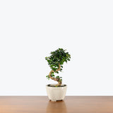 Fukien Tea Bonsai — 6" Pot - Cream