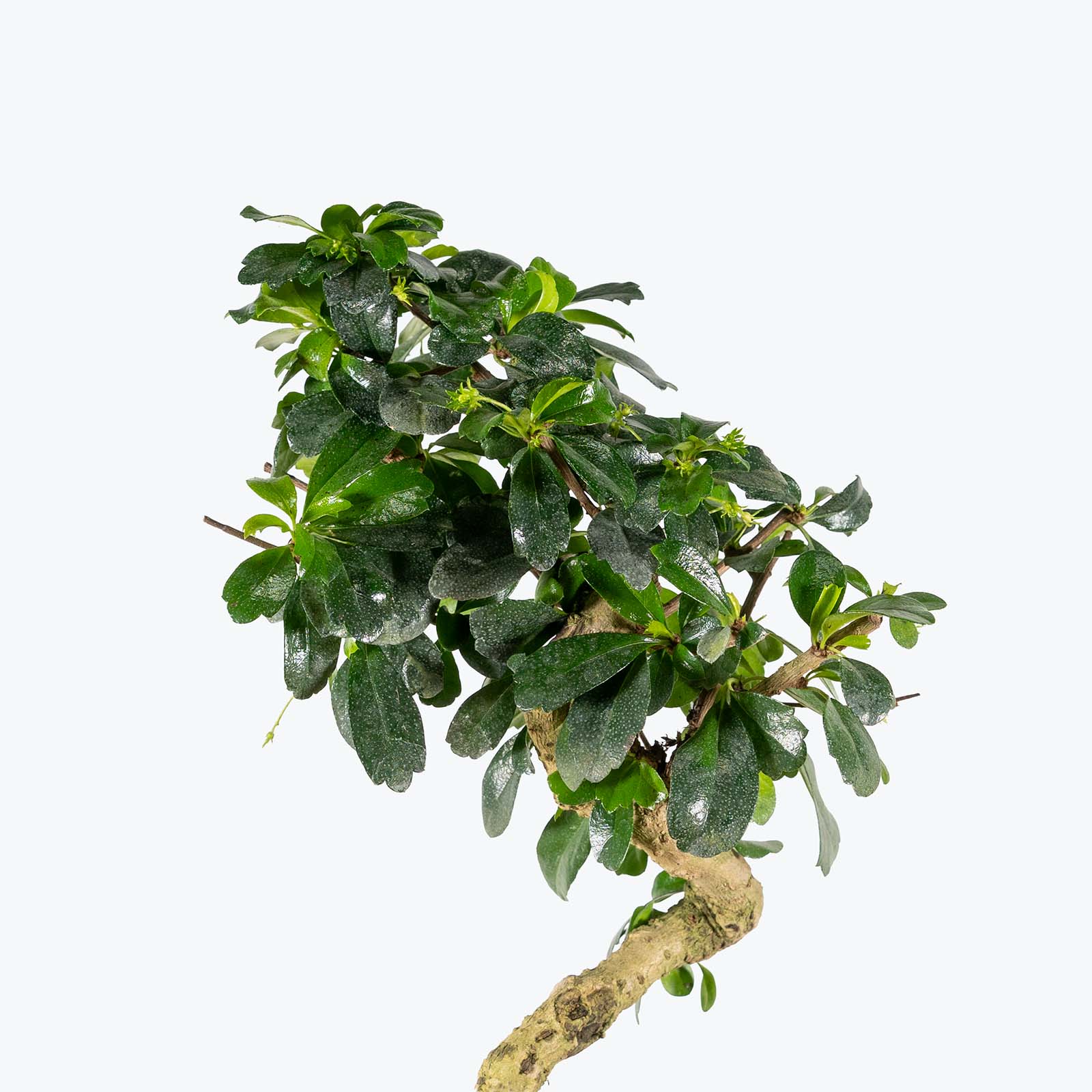Ficus Retusa Bonsai | Care Guide and Pro Tips - Delivery from Toronto across Canada - JOMO Studio