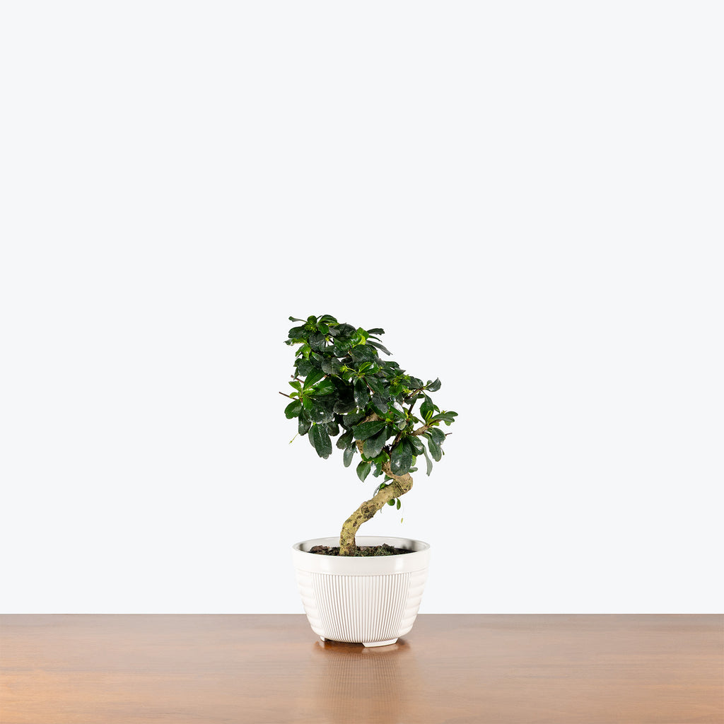 Ficus Retusa Bonsai | Care Guide and Pro Tips - Delivery from Toronto  across Canada