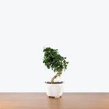 Fukien Tea Bonsai — 6" Pot - White