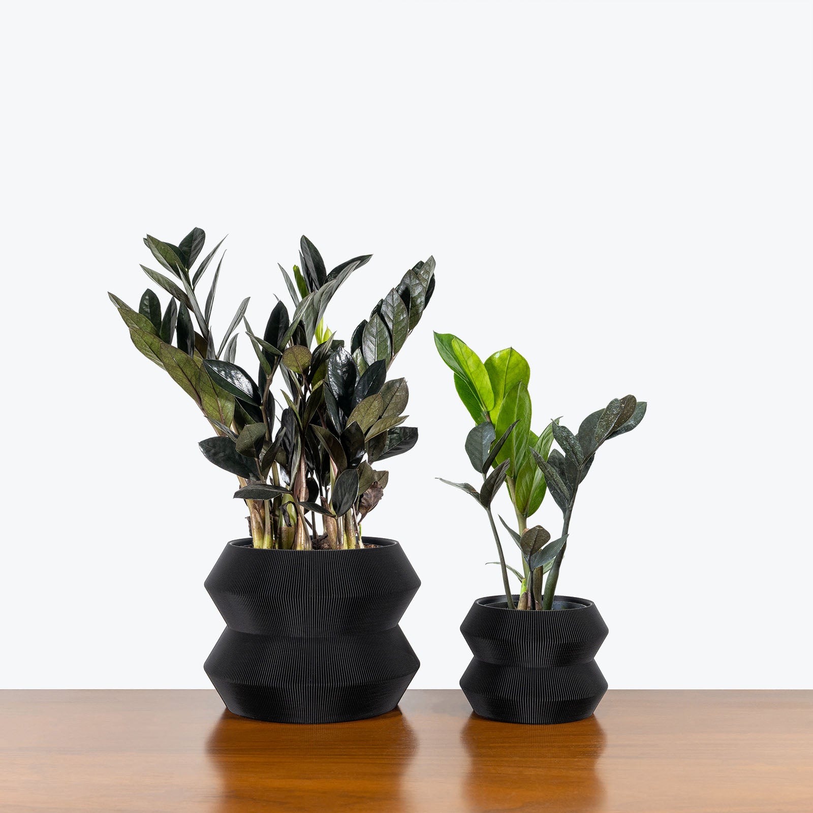Geo Planter - 3D Printed Planter - House Plants Delivery Toronto - JOMO Studio #color_black