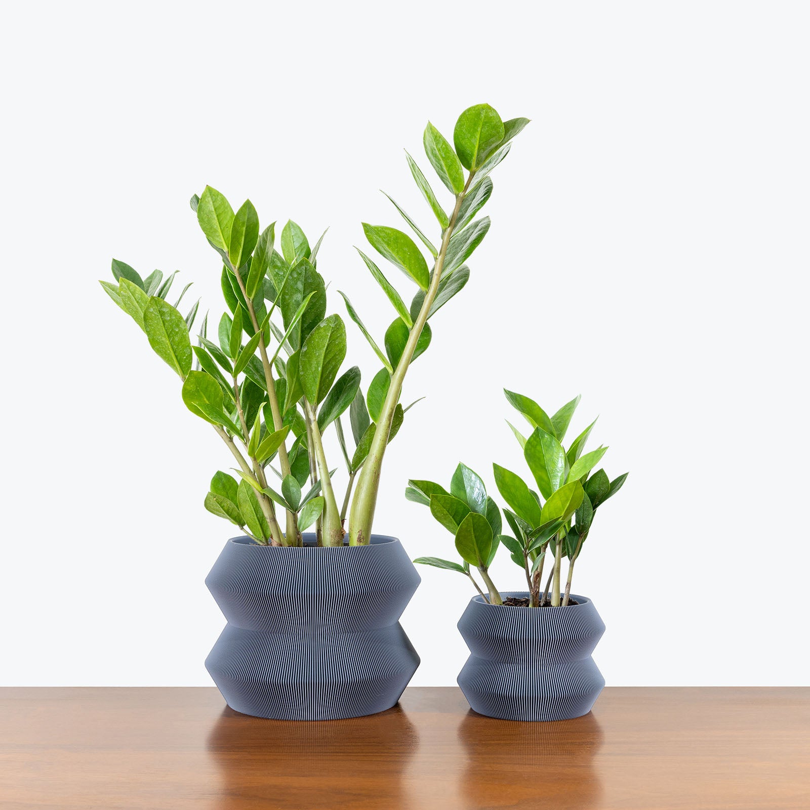 Geo Planter - 3D Printed Planter - House Plants Delivery Toronto - JOMO Studio #color_grey