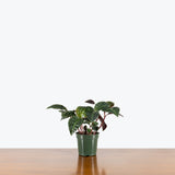 Geogenanthus Poeppigii — 4" Pot (larger than picture)