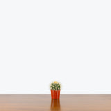 Golden Barrel Cactus — 2.5" Pot