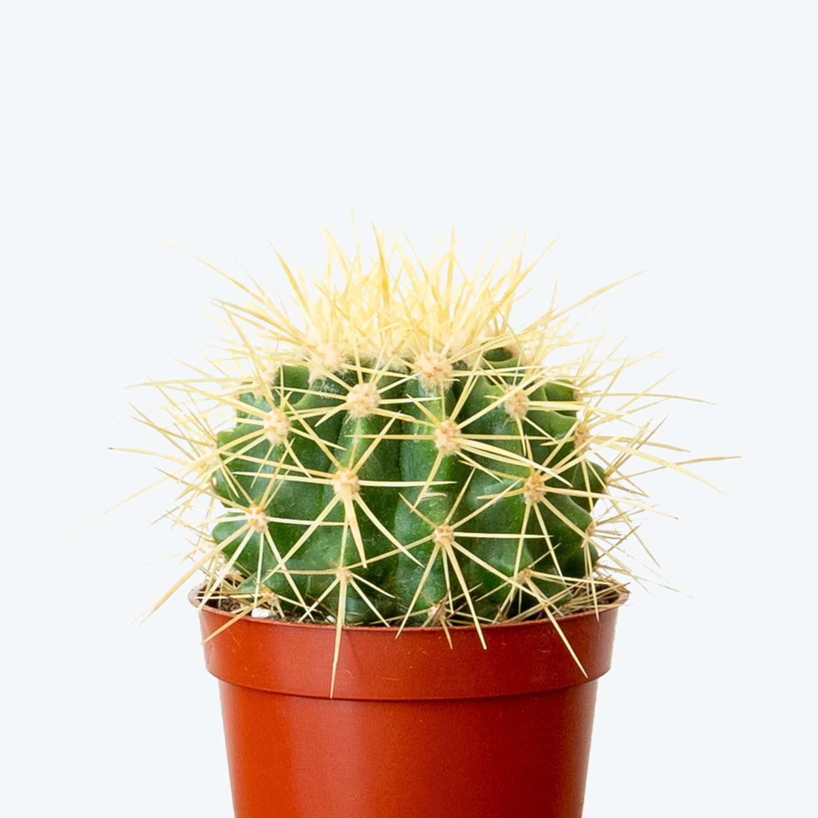 Golden Barrel Cactus - House Plants Delivery Toronto - JOMO Studio