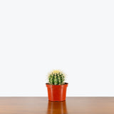 Golden Barrel Cactus — 6" Pot