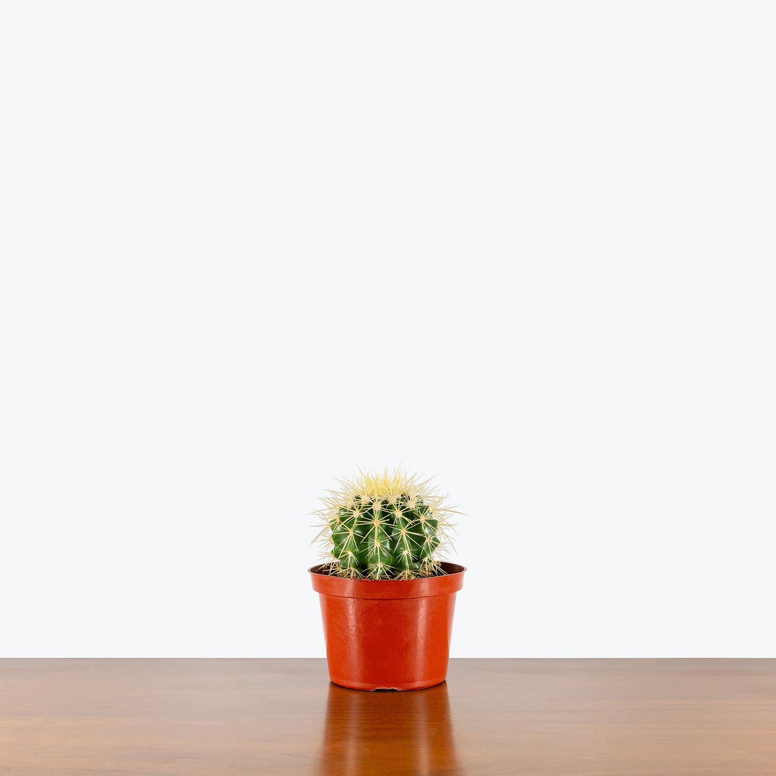 Golden Barrel Cactus | Care Guide and Pro Tips - Delivery from Toronto across Canada - JOMO Studio