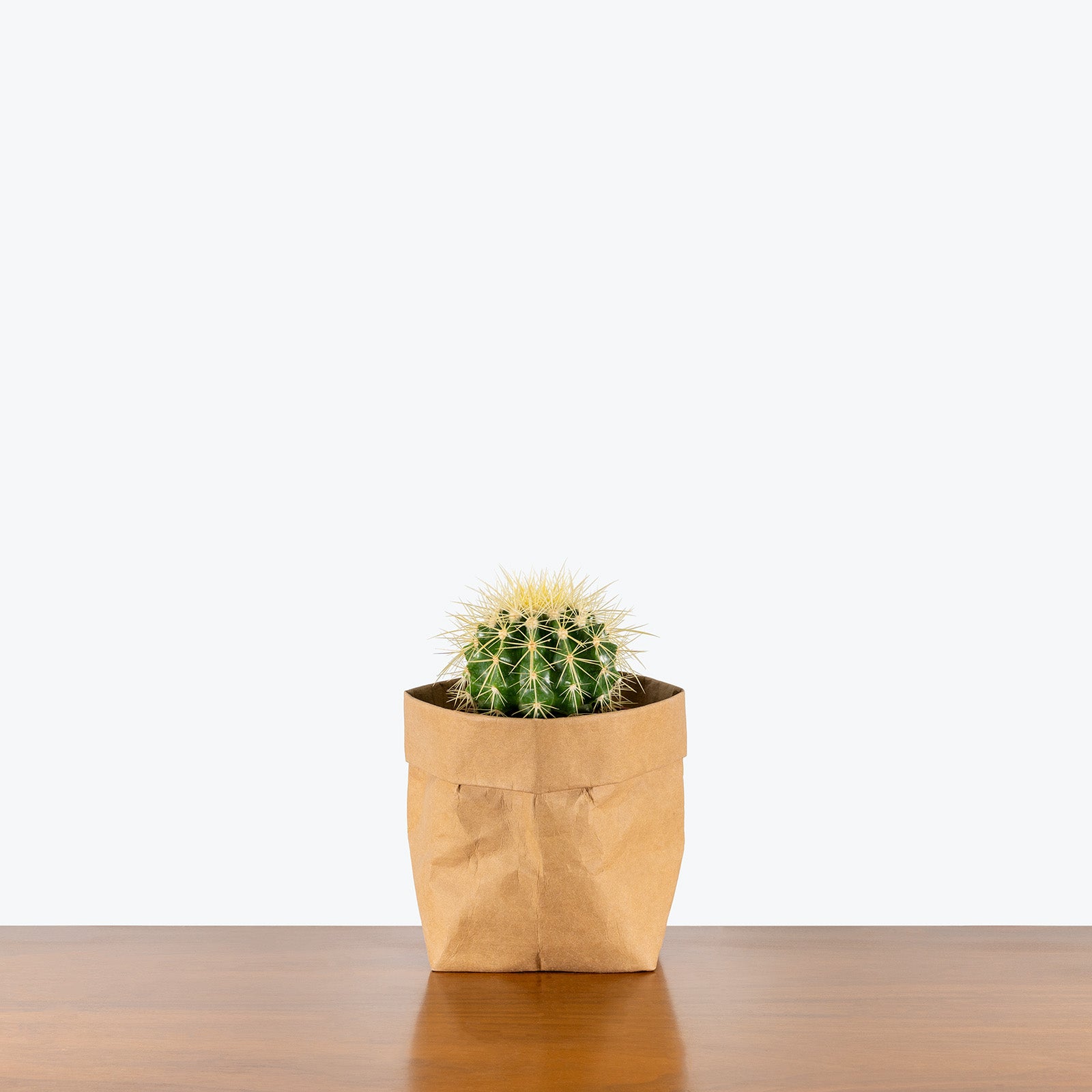 Golden Barrel Cactus | Care Guide and Pro Tips - Delivery from Toronto across Canada - JOMO Studio