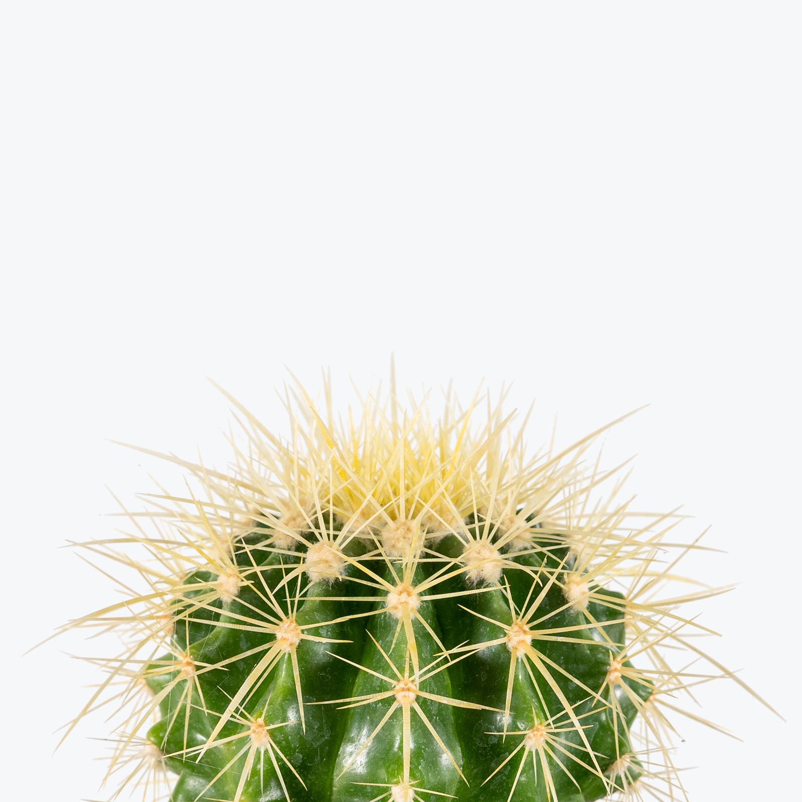 Golden Barrel Cactus | Care Guide and Pro Tips - Delivery from Toronto across Canada - JOMO Studio