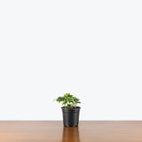 Green California Ivy — 4" Pot