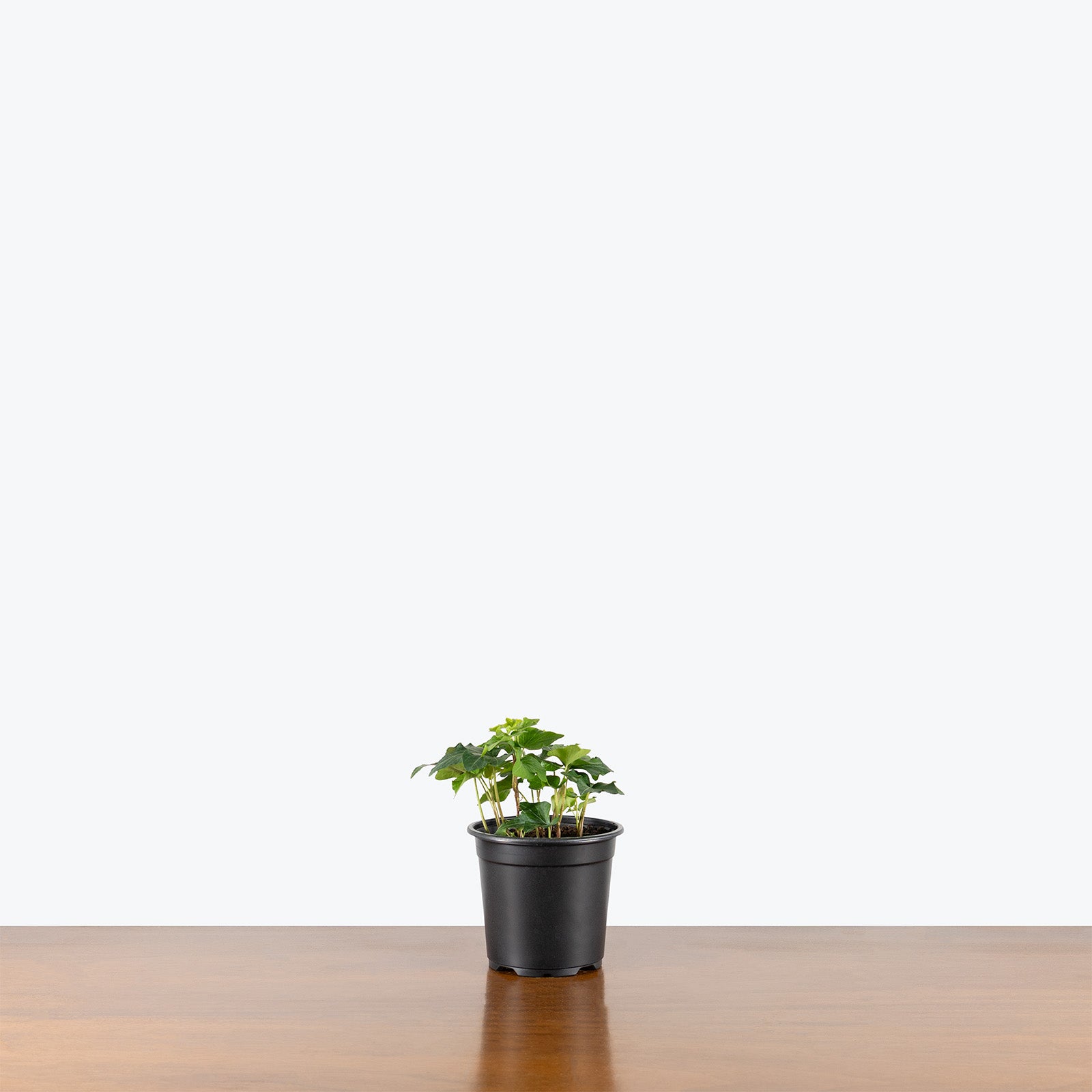 Green California Ivy | Care Guide and Pro Tips - Delivery from Toronto across Canada - JOMO Studio