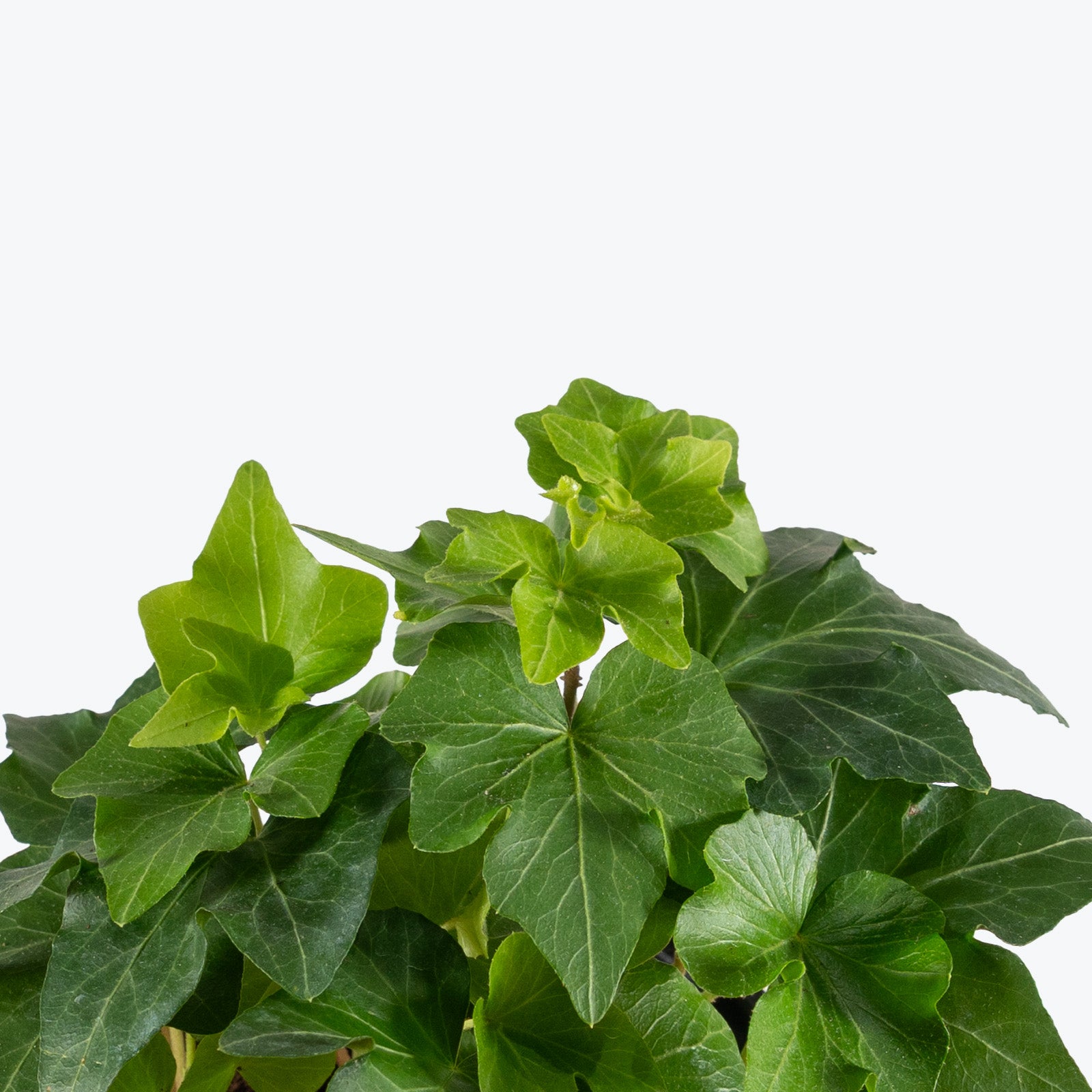 Green California Ivy | Care Guide and Pro Tips - Delivery from Toronto across Canada - JOMO Studio