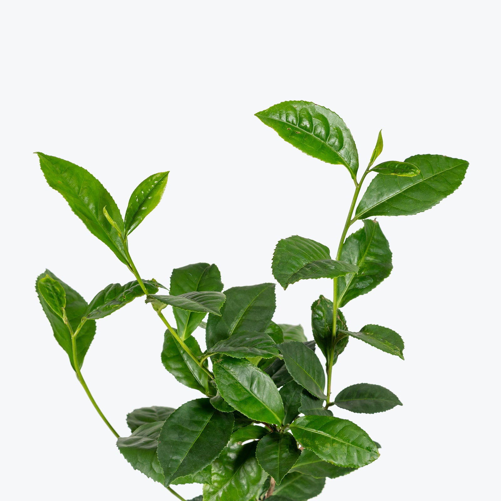 Green Tea Plant | Camellia Sinensis | Care Guide and Pro Tips - Delivery from Toronto across Canada - JOMO Studio