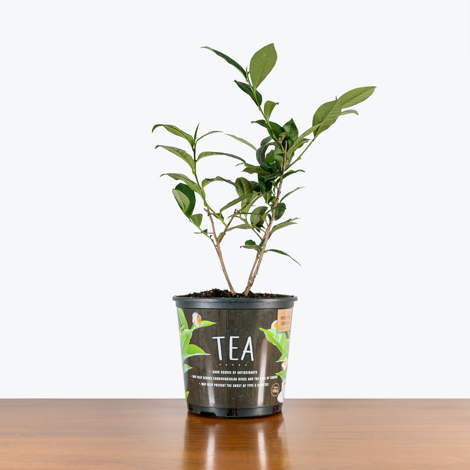 Green Tea Plant | Camellia Sinensis | Care Guide and Pro Tips - Delivery from Toronto across Canada - JOMO Studio