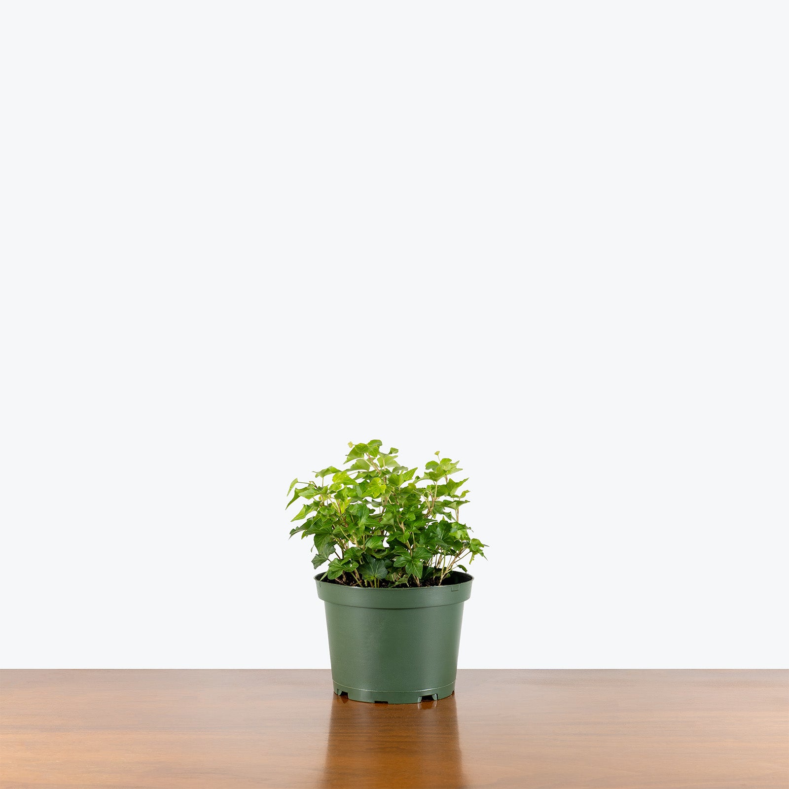 Green California Ivy | Care Guide and Pro Tips - Delivery from Toronto across Canada - JOMO Studio