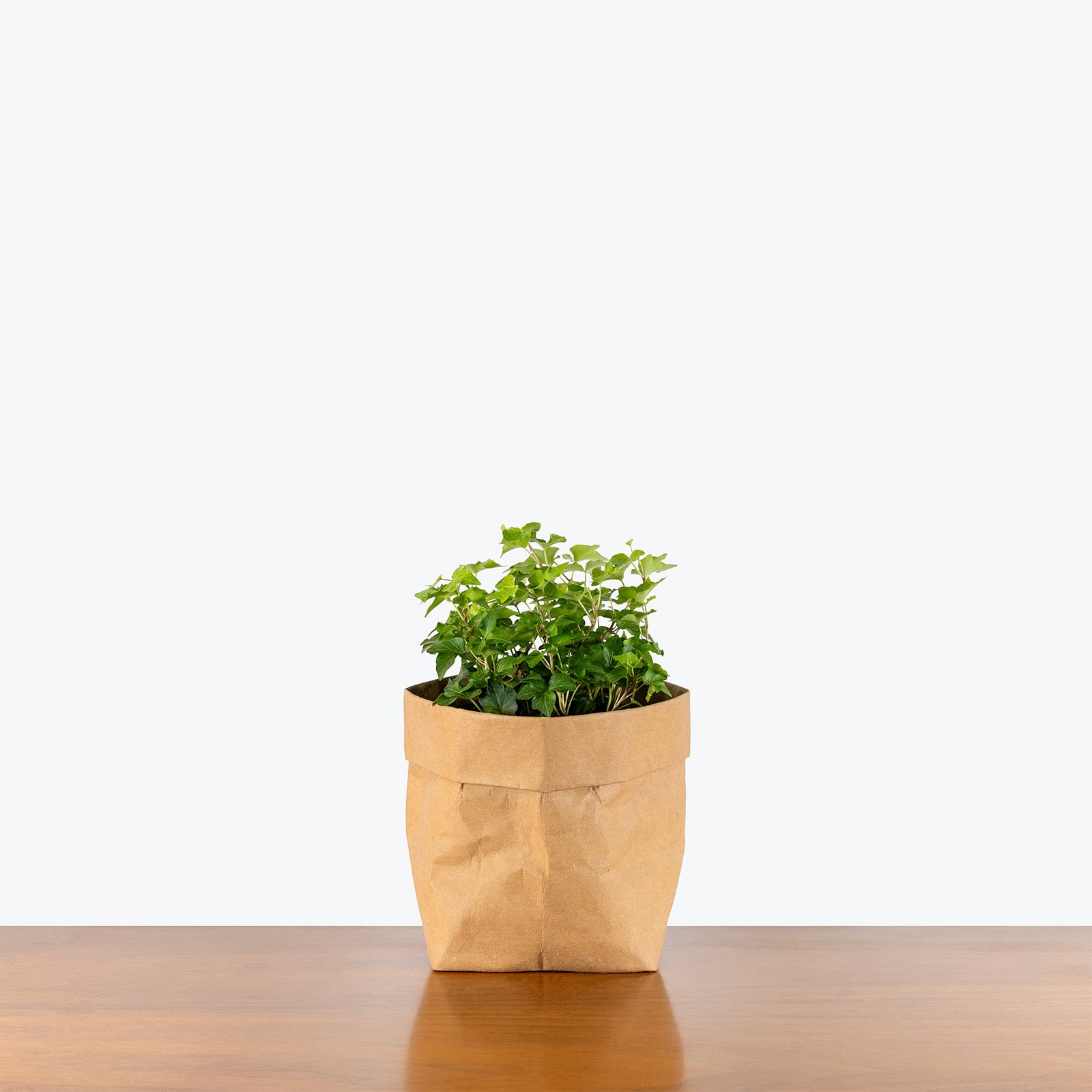 Green California Ivy | Care Guide and Pro Tips - Delivery from Toronto across Canada - JOMO Studio