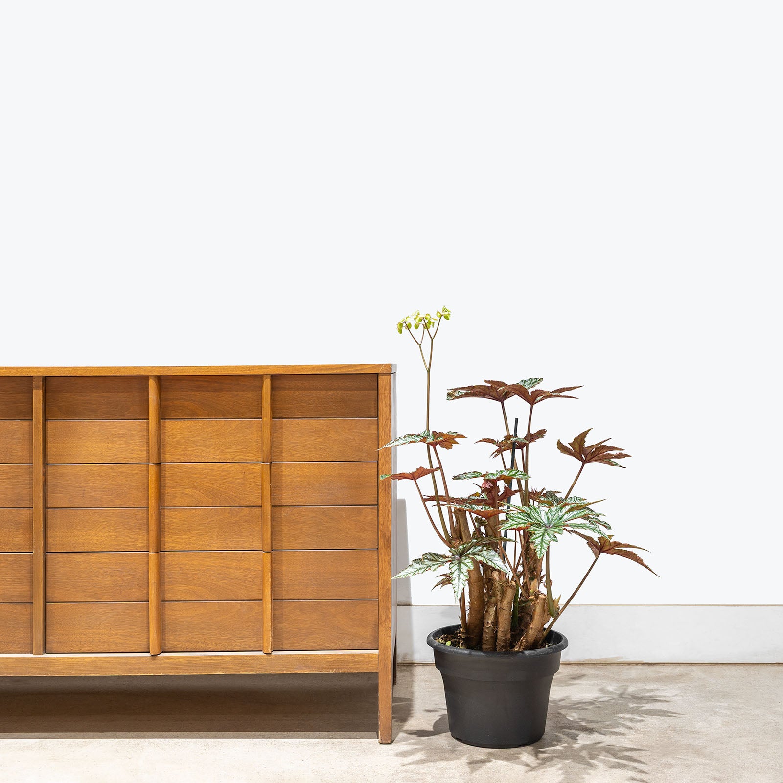Monstera Deliciosa | Care Guide and Pro Tips - Delivery from Toronto across Canada - JOMO Studio