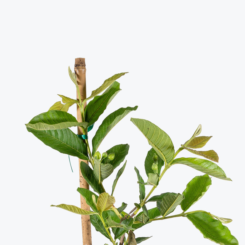 Guava Tree | Psidium guajava | Care Guide and Pro Tips - Delivery from Toronto across Canada - JOMO Studio