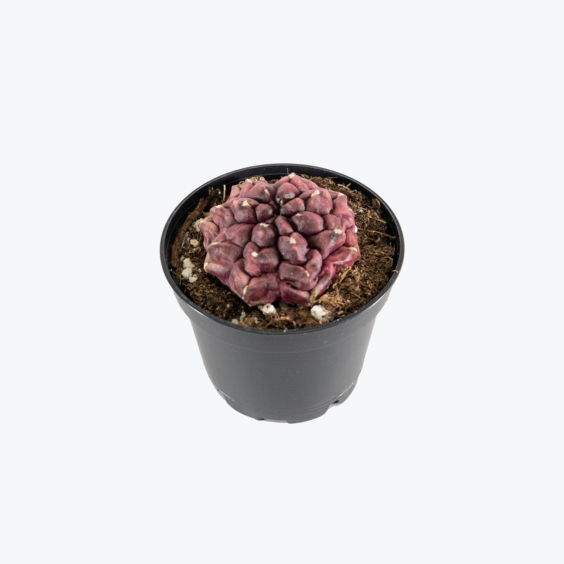 Gymnocalycium Mihanovichii Daydream | Care Guide and Pro Tips - Delivery from Toronto across Canada - JOMO Studio