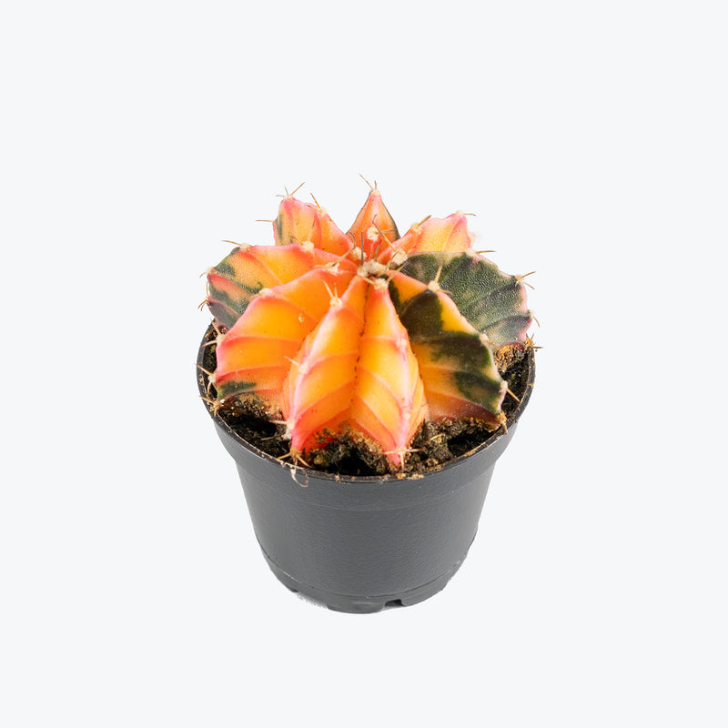 Gymnocalycium Mihanovichii Variegata | Care Guide and Pro Tips - Delivery from Toronto across Canada - JOMO Studio