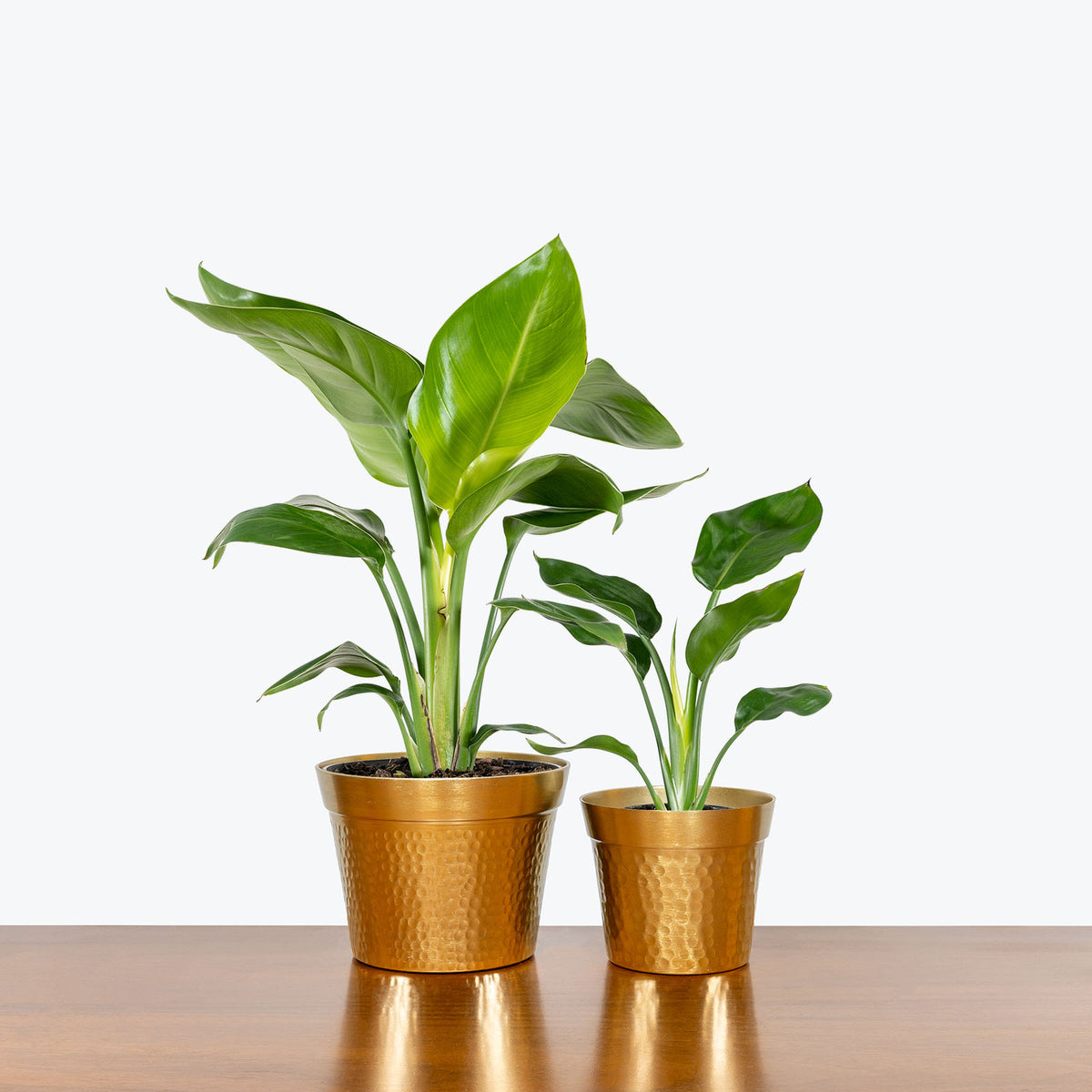 Hammered Gold Planter House Plants Delivery Toronto JOMO Studio