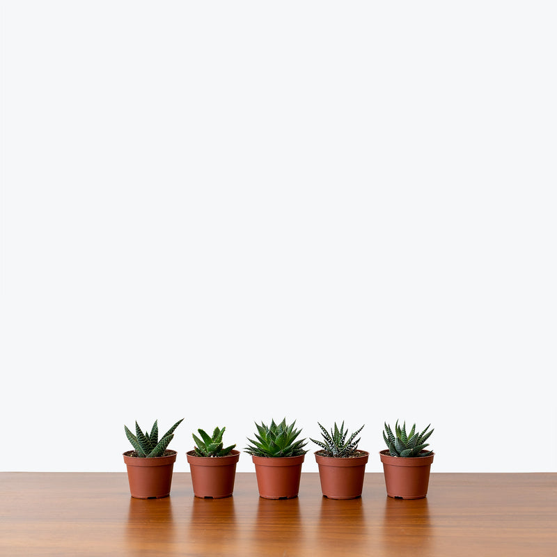 Succulent 101 Workshop