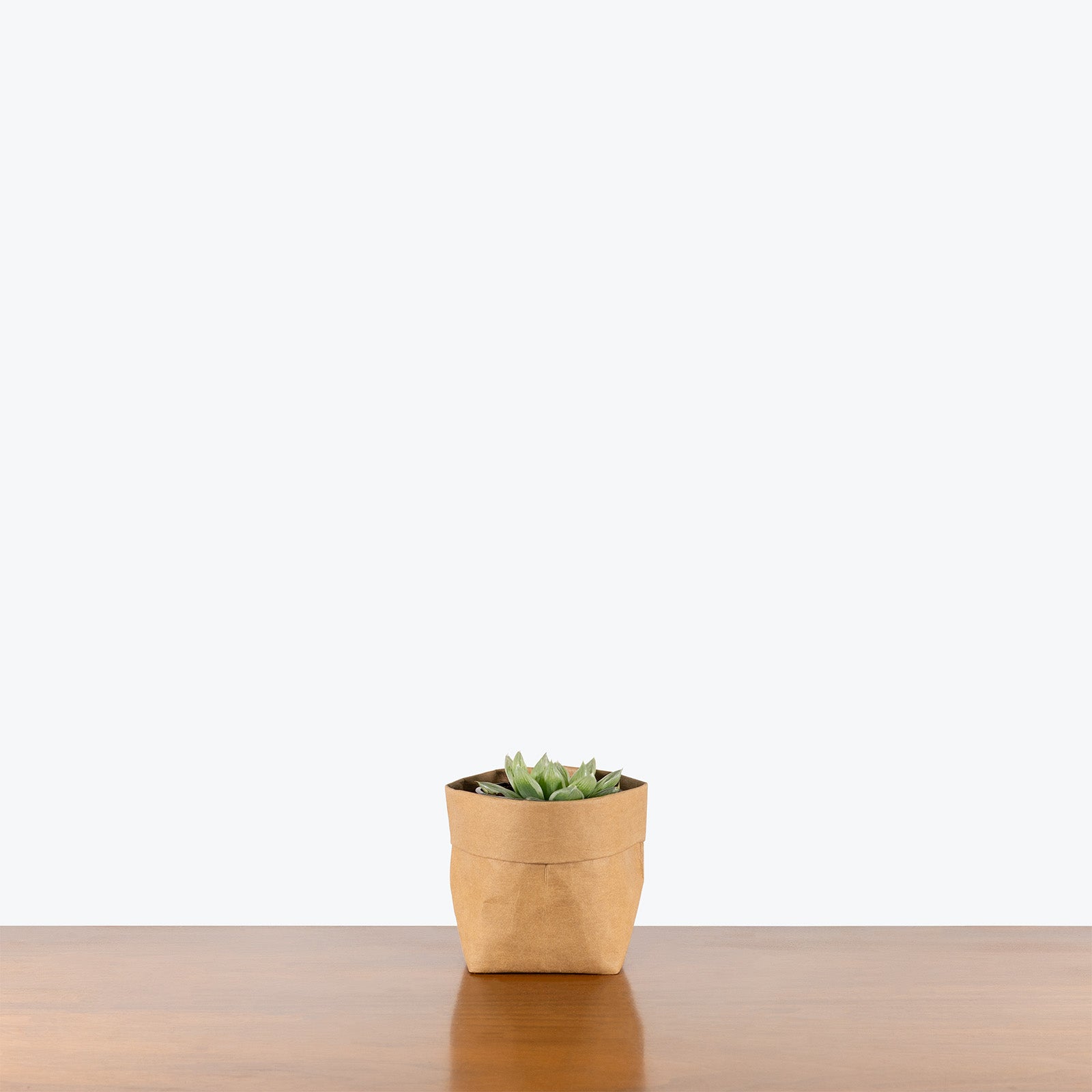 Haworthia Cooperi Variegata | Care Guide and Pro Tips - Delivery from Toronto across Canada - JOMO Studio