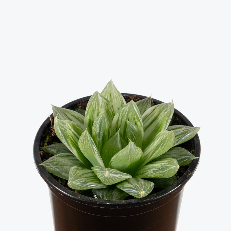 Haworthia Cooperi Variegata | Care Guide and Pro Tips - Delivery from Toronto across Canada - JOMO Studio