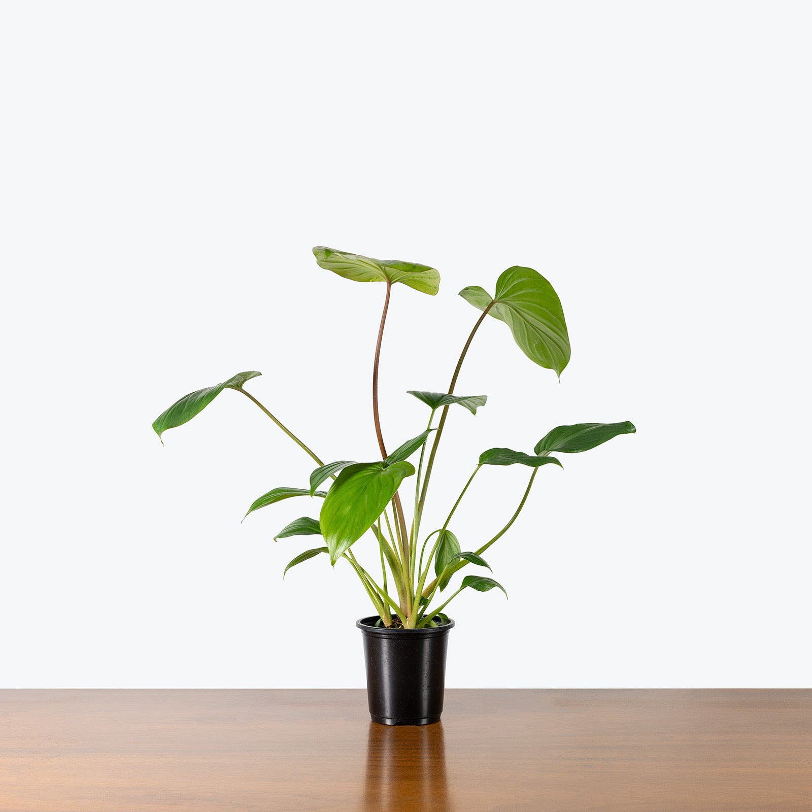 Homalomena Rubescens | Care Guide and Pro Tips - Delivery from Toronto across Canada - JOMO Studio