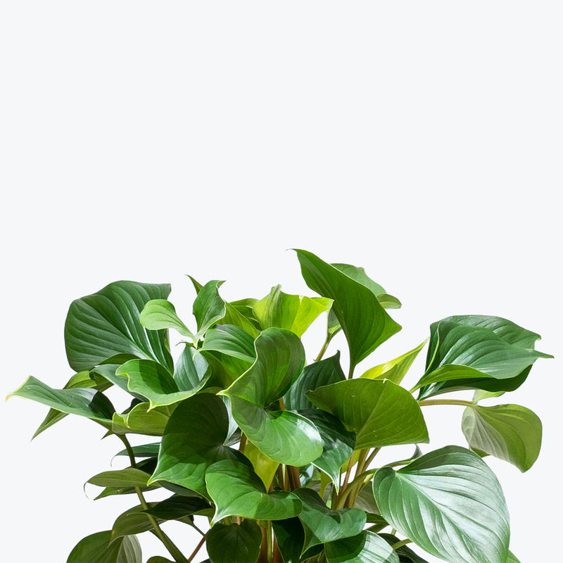 Homalomena Emerald Gem - House Plants Delivery Toronto - JOMO Studio