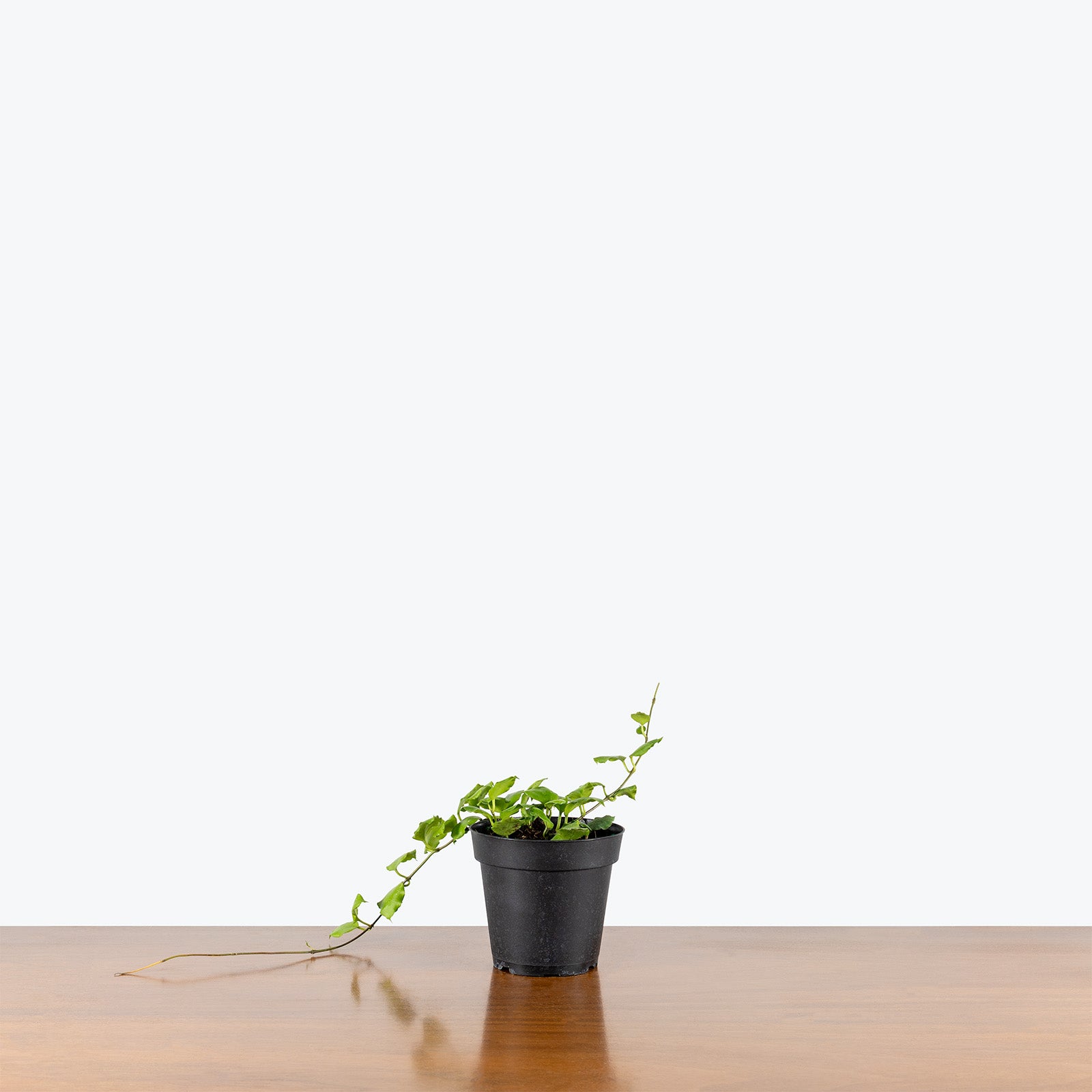 Hoya Endauensis | Care Guide and Pro Tips - Delivery from Toronto across Canada - JOMO Studio