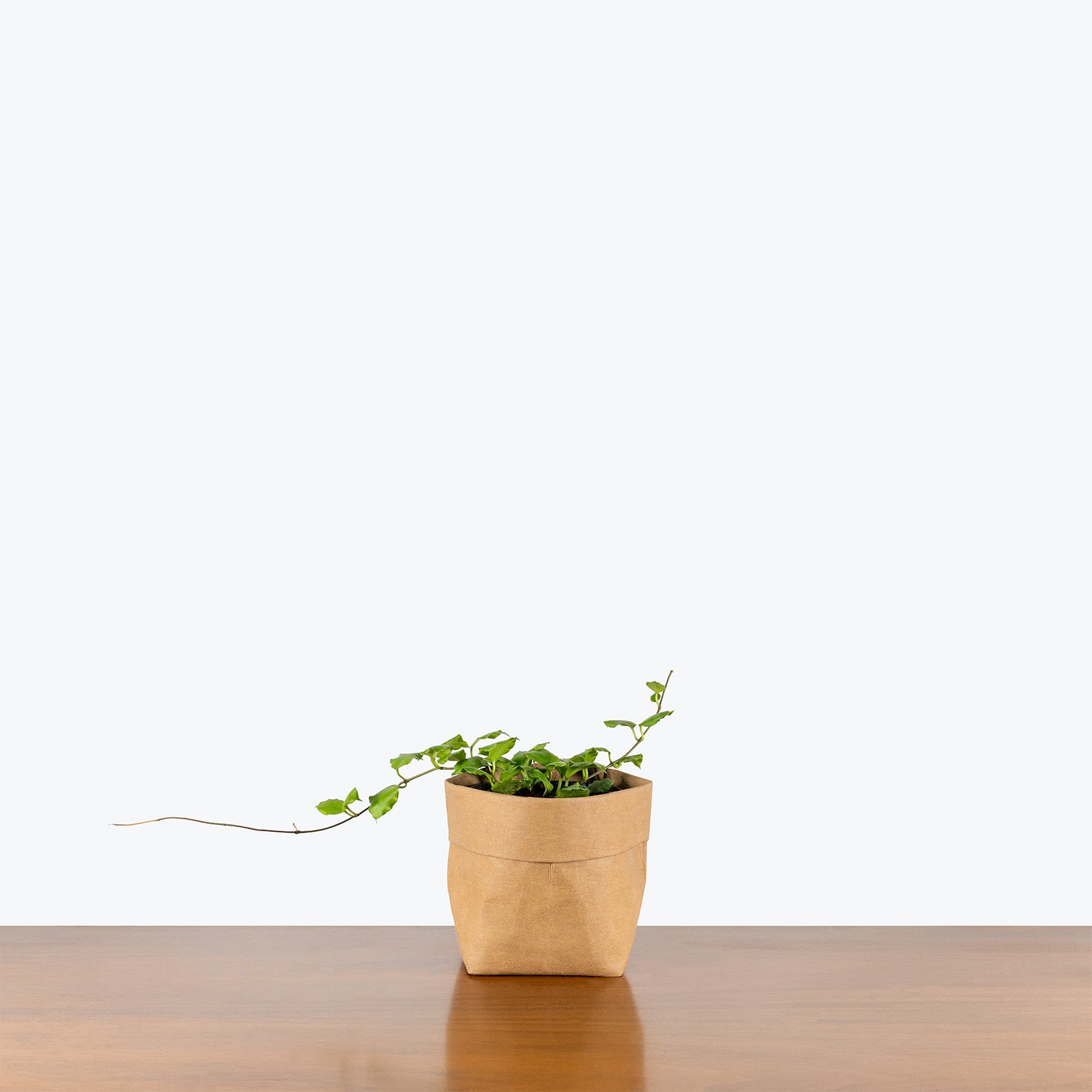 Hoya Endauensis | Care Guide and Pro Tips - Delivery from Toronto across Canada - JOMO Studio