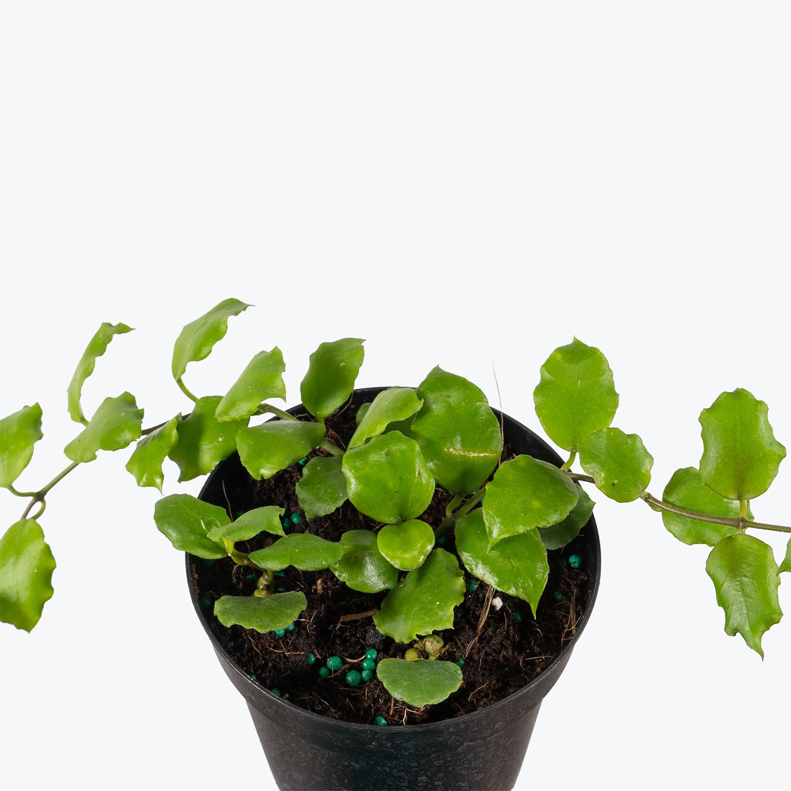 Hoya Endauensis | Care Guide and Pro Tips - Delivery from Toronto across Canada - JOMO Studio