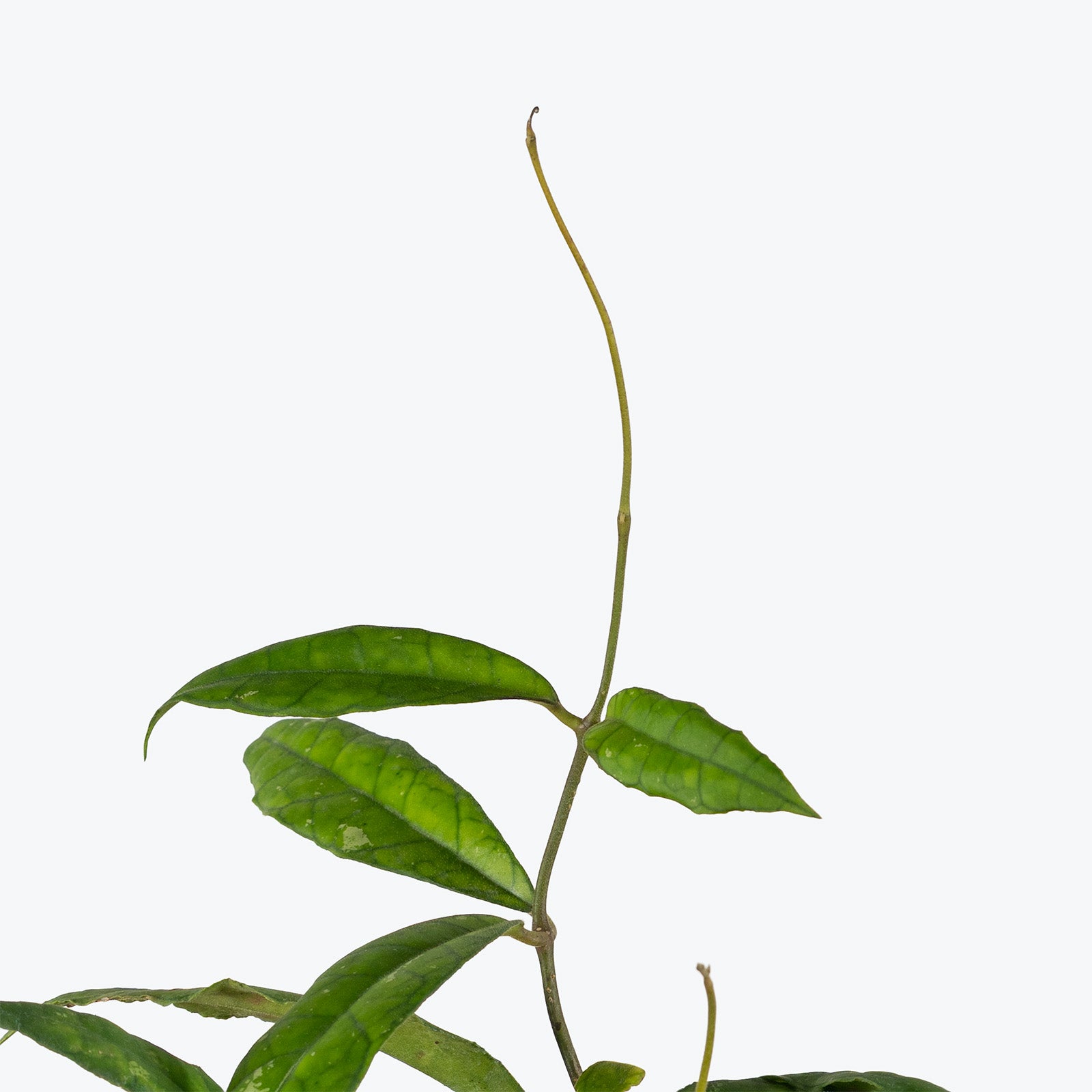 Hoya Finlaysonii | Indoor Tropical Plants & Houseplants for Delivery | Care Guide and Pro Tips