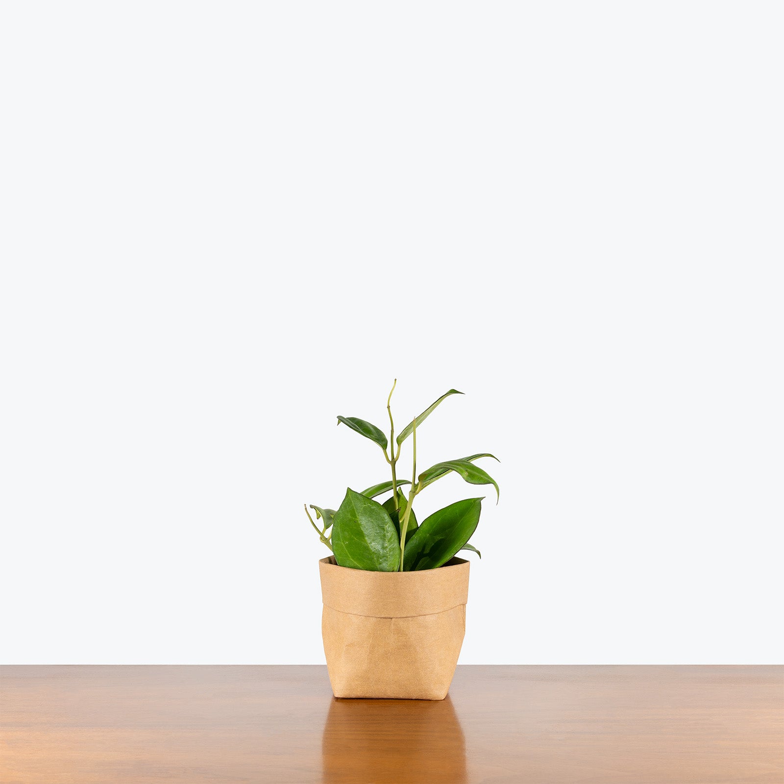 Hoya Icensis | Indoor Tropical Plants & Houseplants for Delivery | Care Guide and Pro Tips
