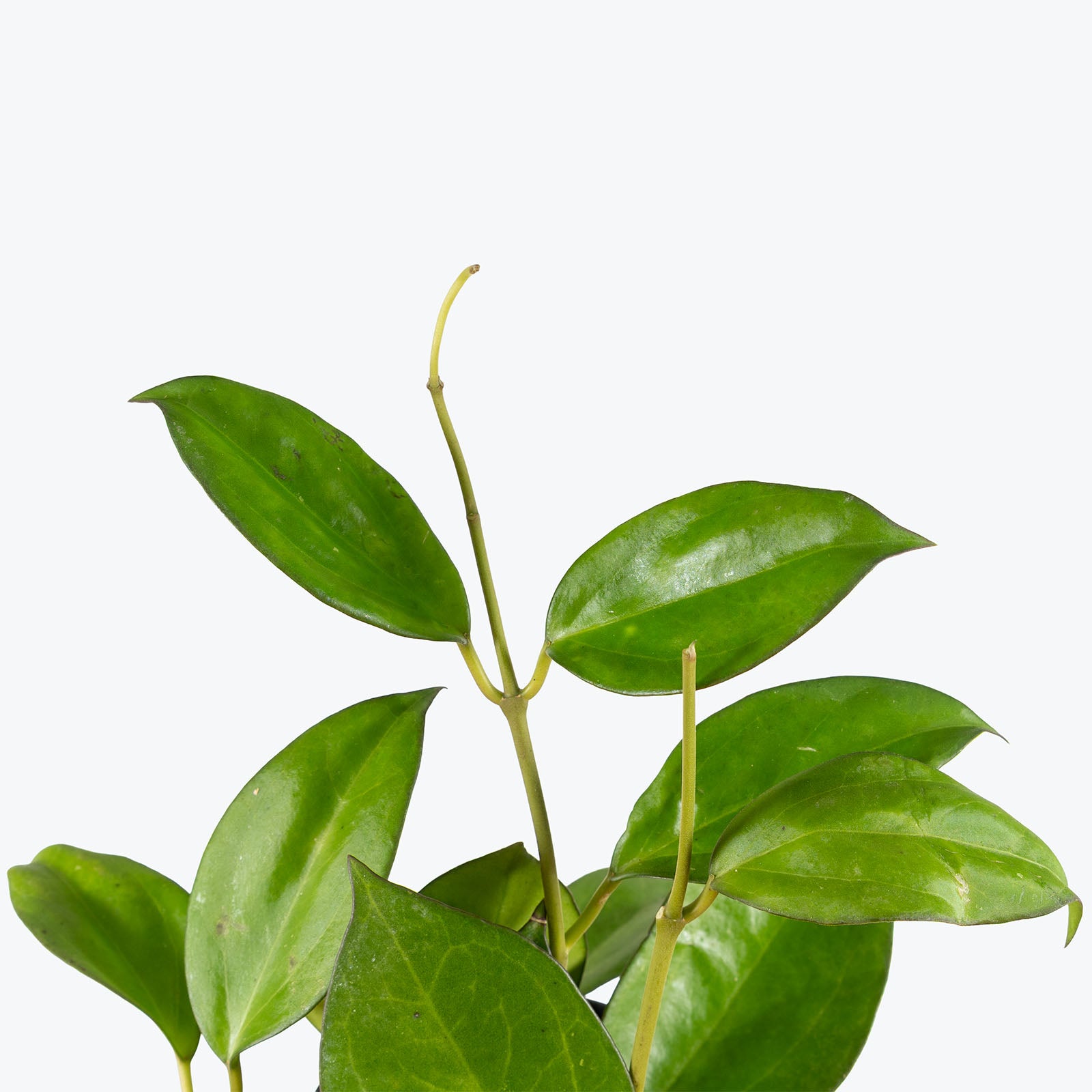 Hoya Icensis | Indoor Tropical Plants & Houseplants for Delivery | Care Guide and Pro Tips