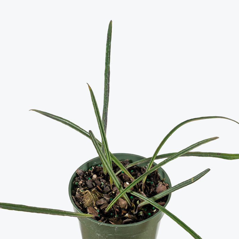 Hoya Insularis | Indoor Tropical Plants & Houseplants for Delivery | Care Guide and Pro Tips