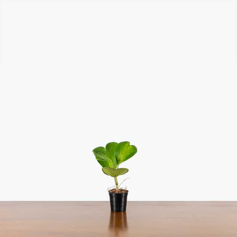 Hoya Kerrii Reverse Variegata | Variegated Hoya Heart - House Plants Delivery Toronto - JOMO Studio