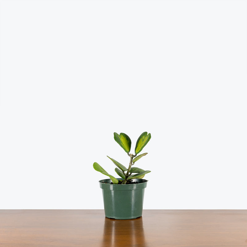 Hoya Kerrii Reverse Variegata | Variegated Hoya Heart - House Plants Delivery Toronto - JOMO Studio