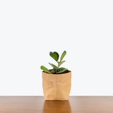 Hoya Kerrii Reverse Variegata | Variegated Hoya Heart - House Plants Delivery Toronto - JOMO Studio