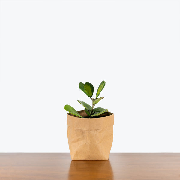 Hoya Kerrii Reverse Variegata | Variegated Hoya Heart - House Plants Delivery Toronto - JOMO Studio