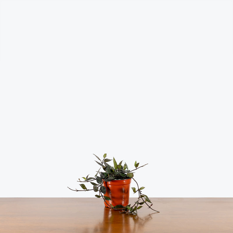 Hoya Krohniana Black - House Plants Delivery Toronto - JOMO Studio
