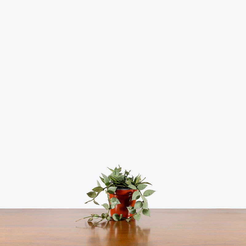 Hoya Krohniana Eskimo - House Plants Delivery Toronto - JOMO Studio