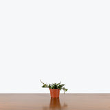 Hoya Krohniana Splash - House Plants Delivery Toronto - JOMO Studio